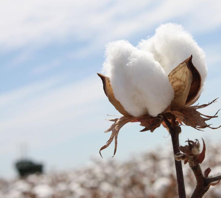 15. Does growing Bt cotton prevent exports to other countries? Growing Bt cotton does not stop a country from exporting the crop to another country, as long as the trait is approved in that country.