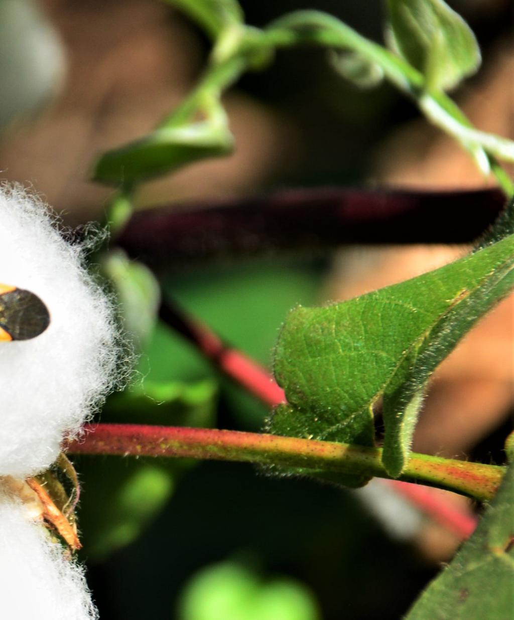 18. Does Bt have negative effects on the plant s functions The current Bt cotton varieties available on the market do not show any adverse effects and are the same as the conventional hybrids.