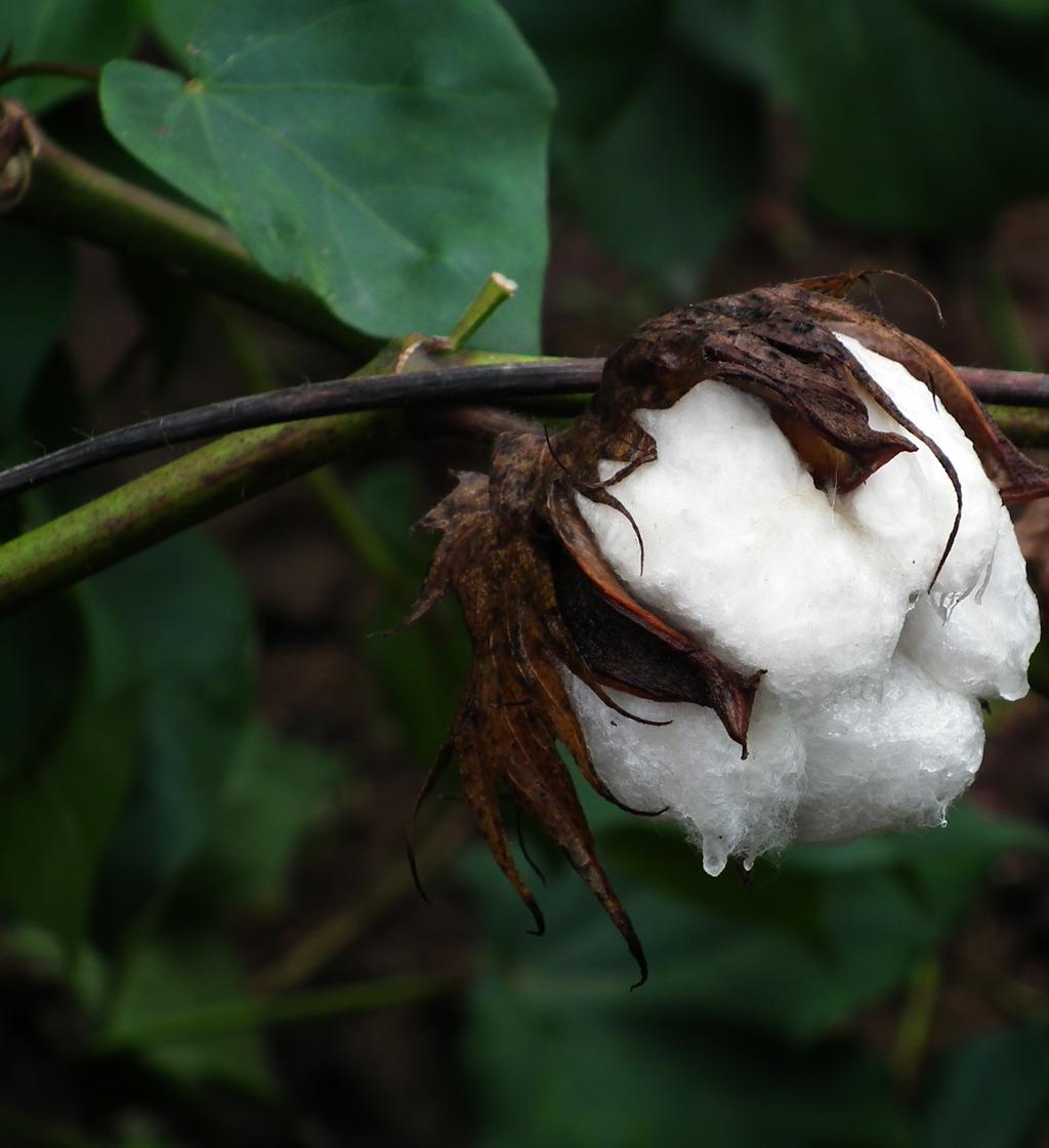10. When will farmers in Kenya access Bt cotton varieties? The government has put in place an ambitious plan to commercialize Bt cotton by 2019.