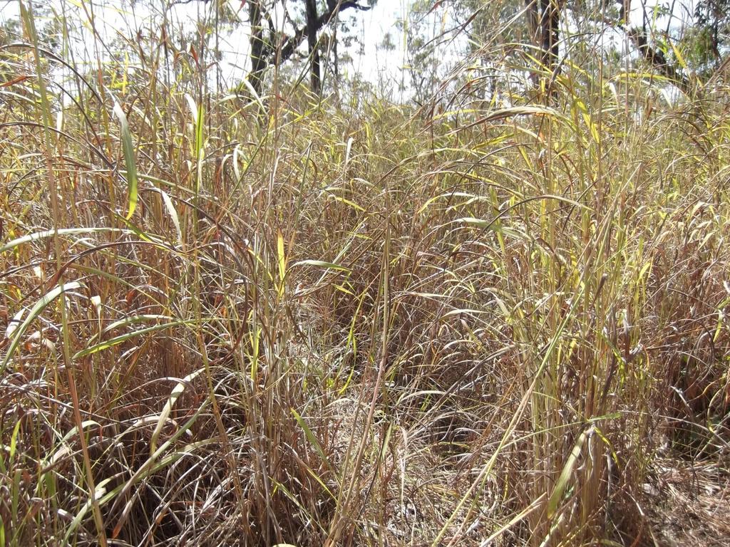 WEEDS OF NATIONAL SIGNIFICANCE Gamba Grass
