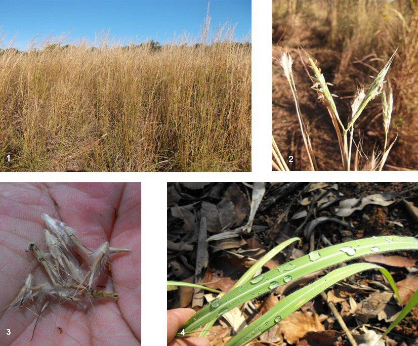 6 Technical Background Information and extracts on the technical aspects of gamba grass have been sourced from: Csurhes, S. and Hannan-Jones, M.