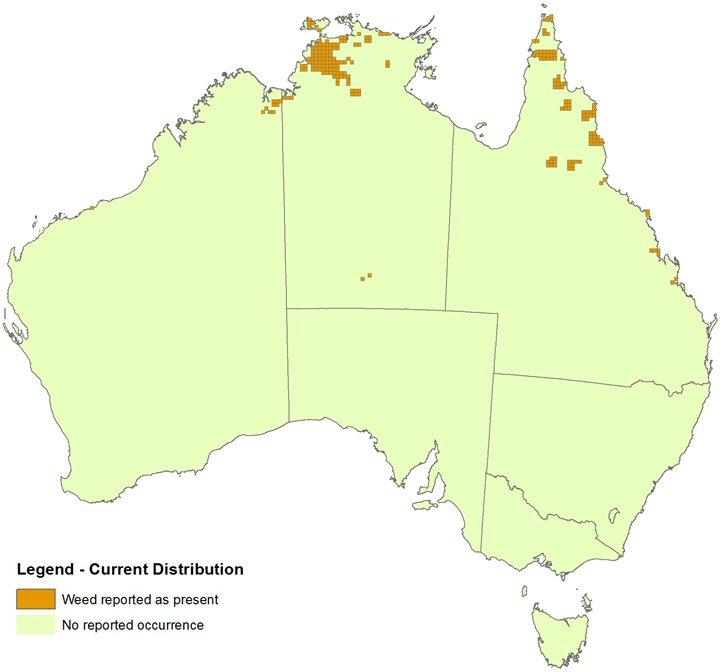 2.2 The current situation Gamba grass occurs in the Northern Territory, Queensland and Western Australia.
