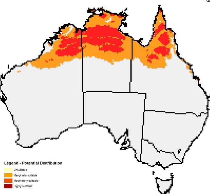 Further details of distribution are provided in section 5.3. Figure 2. Distribution of known gamba grass infestations (2011) Figure 3.