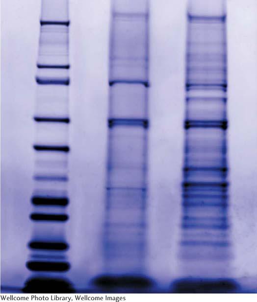 The staining of proteins after electrophoresis Proteins separated by SDS