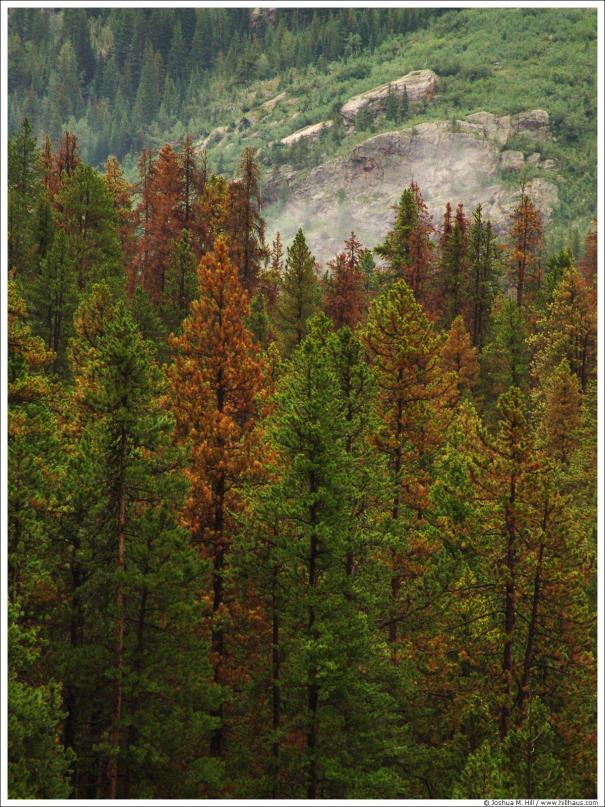 Warming affects stress complexes Global warming Higher temperatures & more severe and extended droughts Stand-replacing fire regime Lodgepole pine Bark beetles and defoliators