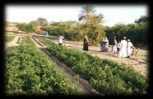 North Kordofan Horticulture: