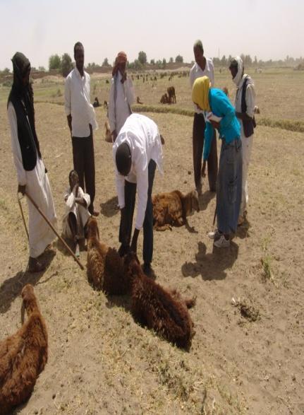 River Nile Animal protection: Treatment and vaccination of 8624 and 1811 farm animals respectively.