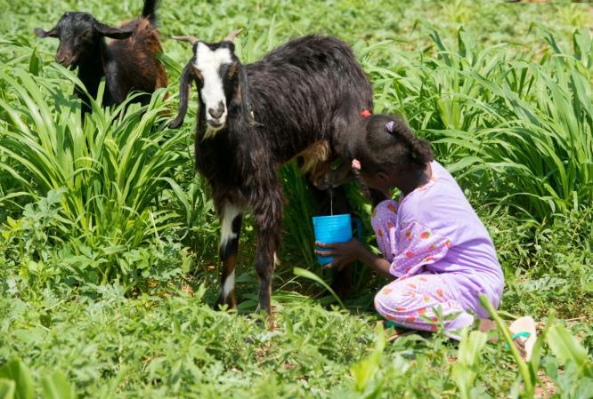 Animal Production: North Kordofan Improvement of goat milk