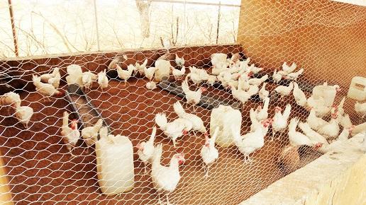 Establishment of one poultry farm (150 hen) to benefit 56