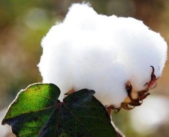 GINNING, SPINNING, WET PROCESSING & FABRICATION: A MEANS OF VALUE ADDITION TO ORGANIC KAPAS found essential to assess the fibre properties of selected organic cotton varieties, procured from