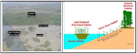 of plants and animals at any site. Aquatic, upland/mainland, shore zone, lake peatland, and mineral island are the major habitat types found in the region.