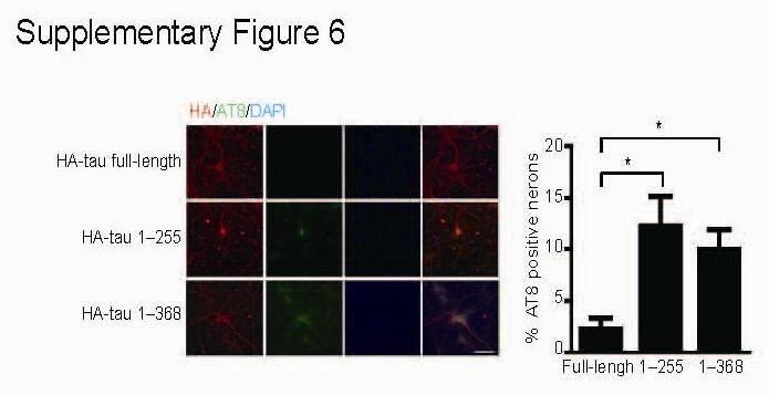 Supplementary Figure 6. Cleavage of tau by AEP promotes tau phosphorylation in primary neurons. Primary neurons were transfected with HA-tagged full-length tau or tau fragments (1 255 and 1 368).