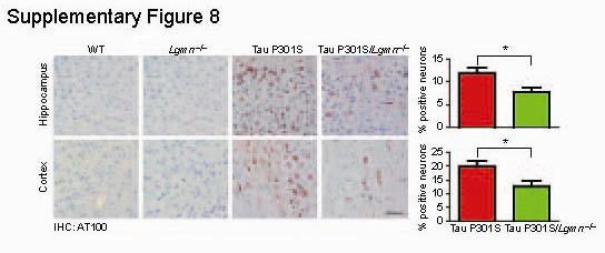 Supplementary Figure 8. AEP gene deletion attenuates tau phosphorylation in tau P301S mice.