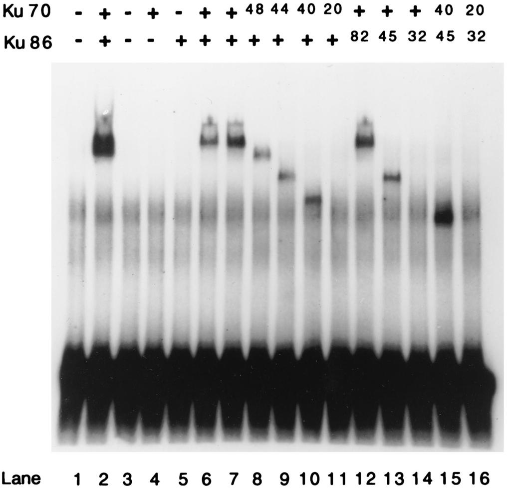 VOL. 16, 1996 HETERODIMERIZATION AND DNA BINDING REGIONS OF Ku 5189 FIG. 2. DNA binding activities of Ku70 and Ku86 and their truncations. A 79-bp dsdna oligonucleotide fragment (0.