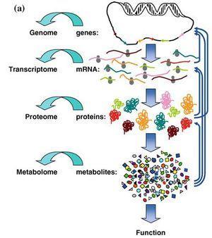 INTRODUCTION The name metabolomics was first used in late 1990 s and first paper mentioning the word metabolome was Systematic Functional Analysis of Yeast Genome by Oliver, S. G., Winson, M. K.