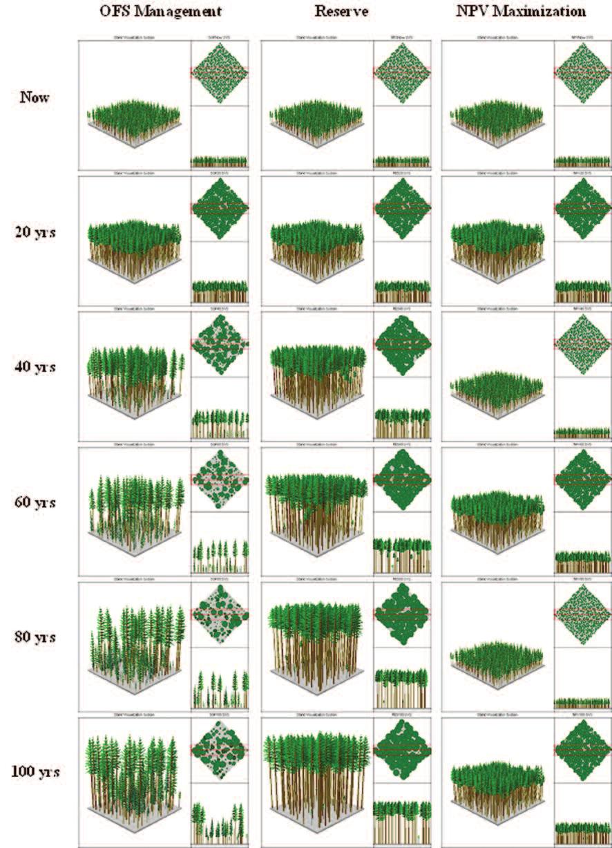 Figure 1 Stand Visualization System representations of the Older Forest Structure (OFS) Management, Reserve,