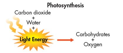 Energy From the Sun The best-known and most common primary producers harness solar energy through the process of photosynthesis.