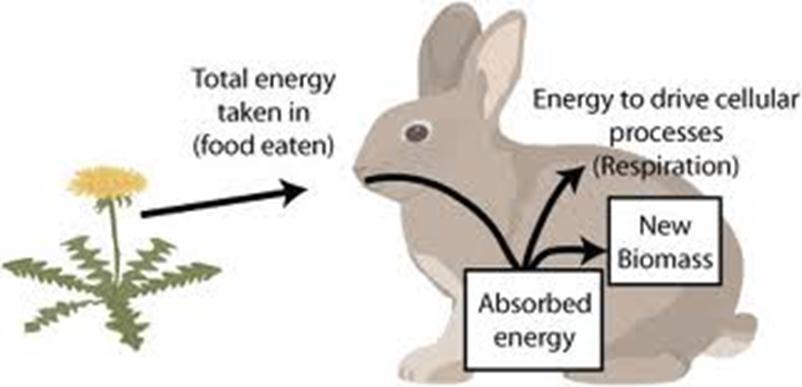 The Nitrogen Cycle Consumers eat the producers and reuse