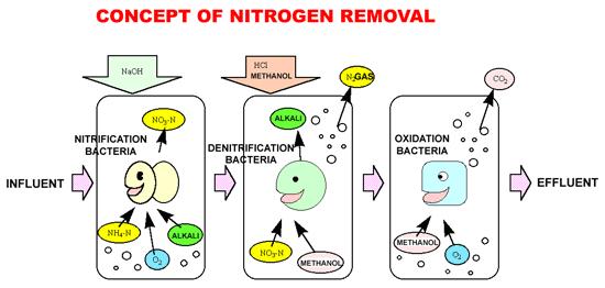 The Nitrogen Cycle Other soil bacteria
