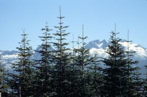 of young Pacific silver fir on a