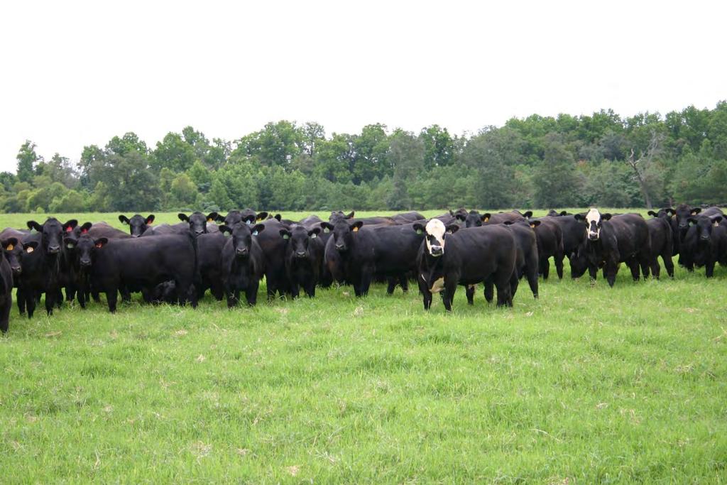 Beef Cattle Outlook