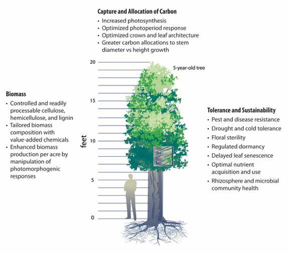 Wood for Biomass and Bio-Energy Aggressive DOE (USA) tree domestication