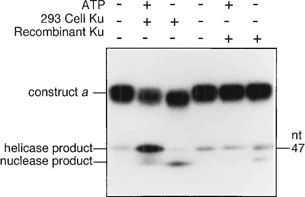 PK CS puri ed from human 293 cells (9, 28); lanes 1 and 4, molecular mass markers. To assess the helicase activity of our Ku preparation from 293 cells, we incubated construct a (Fig.