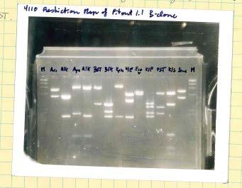 2Kb Genomic Clone B44.