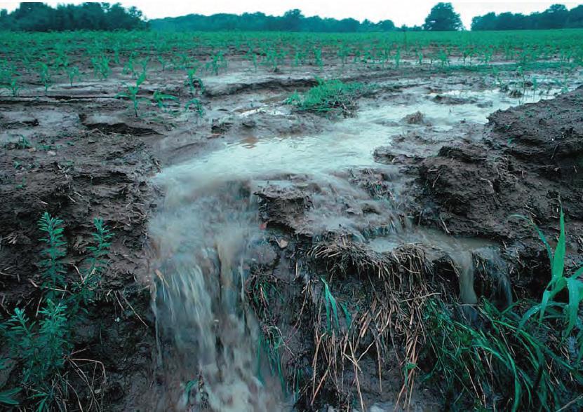 15 When oxygen decreases, things go awry Excess nutrients begin the process of eutrophication. For many plants, limiting factors include nitrogen and phosphorus.