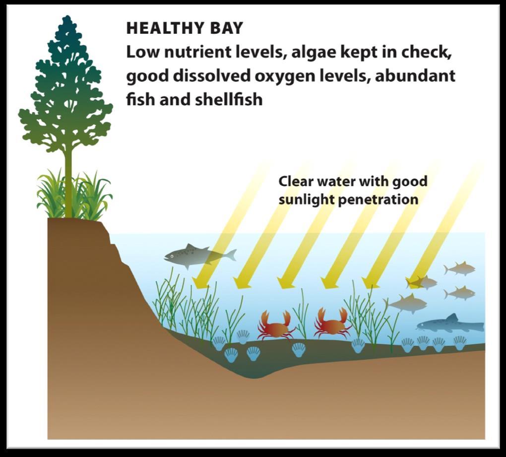 With less oxygen in the water, other organisms begin to die and decompose.