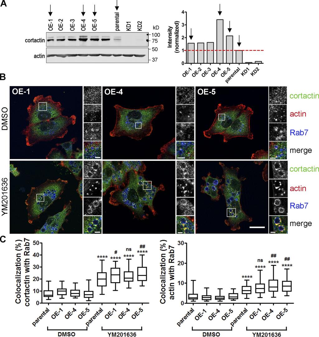 Figure S5. PI(3,5)P 2 regulates actin assembly in cells with varying cortactin expression levels. (A) Immunoblotof cortactin expression and β-actin loading control in MDA-MB-231 cells.