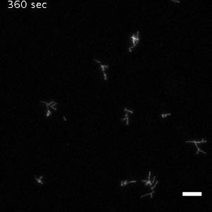Actin branching reaction, +buffer condition. TIRF microscopy movie showing polymerization reaction containing 0.75 µm 33% Oregon Green actin, 10 nm Arp2/3 complex, 50 nm GST-VCA.