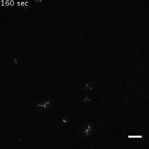 Single-wavelength (488 nm) images were acquired using Nikon TiE inverted microscope every 15 s with an exposure time of 30 ms and played back at 10 fps. Bar, 5 µm. This video corresponds to Fig. 6 A.
