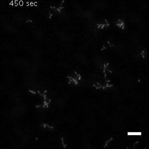 75 µm 33% Oregon Green actin, 10 nm Arp2/3 complex, 50 nm GST-VCA, 200 nm PI(3,5)P 2 -liposomes.