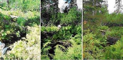 Figure 8.1, 8.2 & 8.3: Change in riparian vegetation at Chuchinka post-harvest (2004, 2005, 2006). Air & Stream Temperature Riparian air temperatures increased post-harvest in the treatment location.