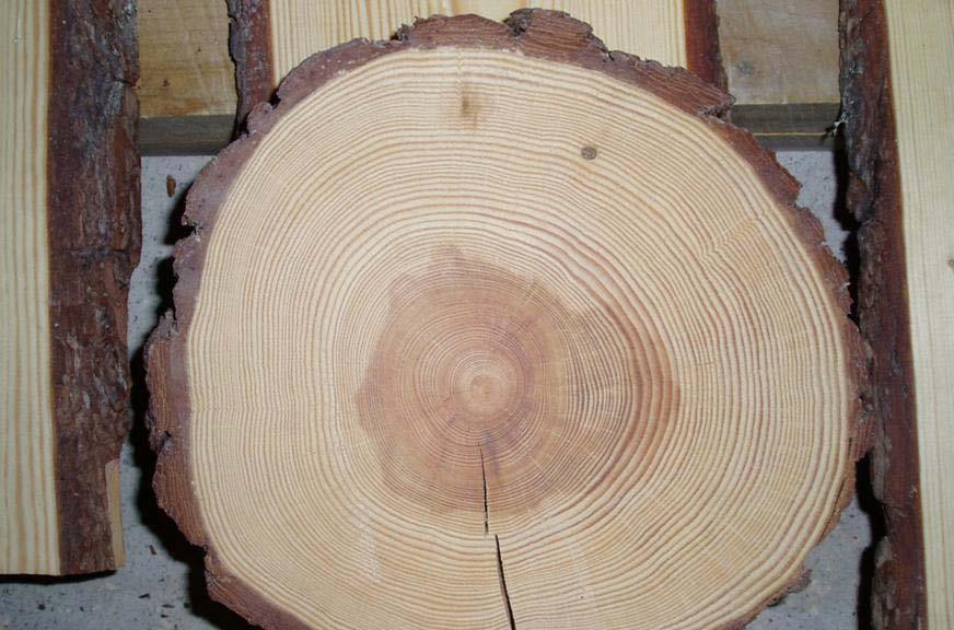 Wood quality of pine is a problem Plantation forestry & low thinning result in low wood