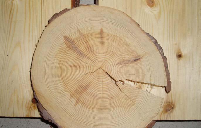thinnings produce goodquality wood (400 /m 3 ) 120 /m 3 400 /m 3 Plantation forestry aims