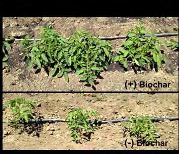 managed ecosystems Methods and Outcomes: Biochar characterization and improvements Field trials on annual