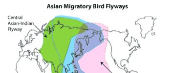 A Missing Link : Protection of Migratory birds using the Central Asian Flyway A total of 193 species of
