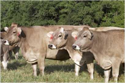 Material ~ 1200 Swiss Brown cows in Switzerland are currently being genotyped and phenotyped HD SNP chips (~800,000 SNPs) for some of the cows routinary and unconventional phenotypes 3 In the