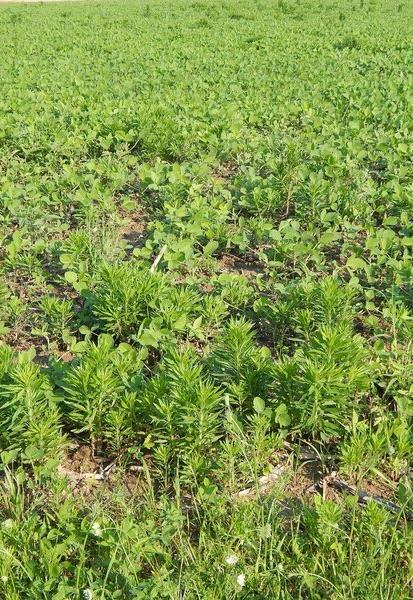 TIPS FOR MARESTAIL CONTROL Rotate crops Use spring, pre-plant tillage since marestail does not easily survive tillage Use multiple burn-down applications both fall and spring treatments Use full