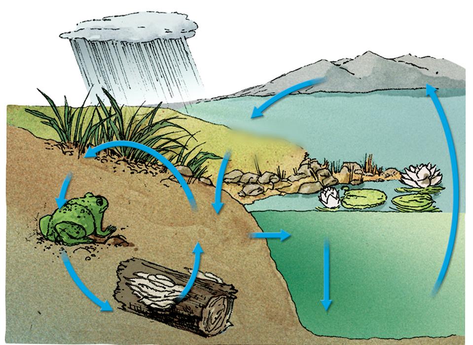 The phosphorus cycle takes place at and below ground level. Phosphate is released by the weathering of rocks. Phosphorus moves through the food web and returns to the soil during decomposition.