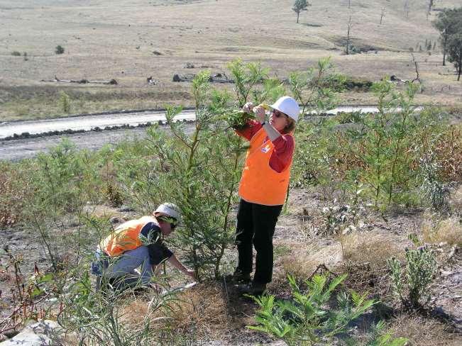 Measuring the height of saplings, rehabilitated land University