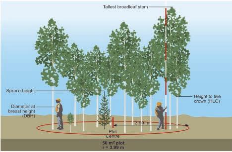 Step 1 Collect data that characterizes the stand A Establish a transect Walk through the stand to become familiar with the range in broadleaf density and size.