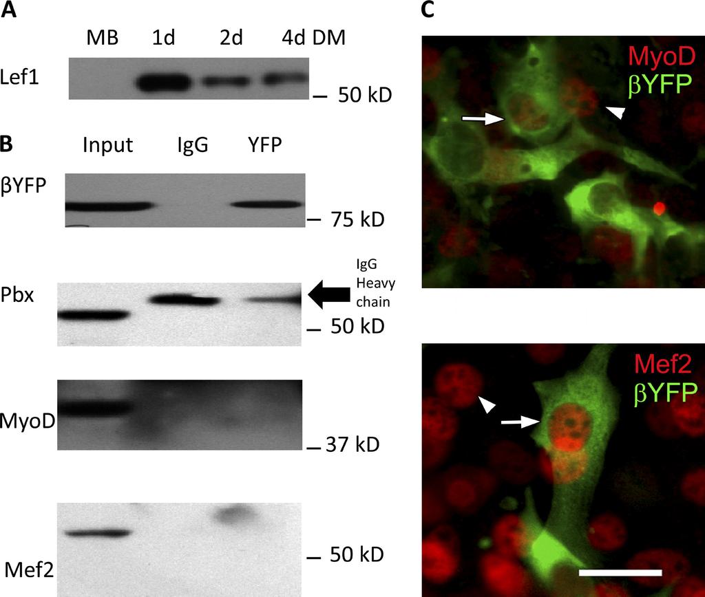 Figure S5. Screening for Ca V 1a -binding partners at the Myog promoter. (A) Western blot analysis of Lef1 protein in proliferating myoblasts (MB) and 1, 2, and 4 d differentiated myotubes.