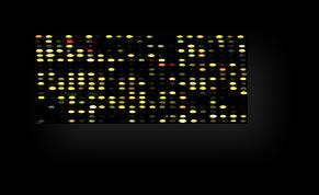 RNA Analysis Workflow Northern Blot End - point PCR Purify Quantify qpcr