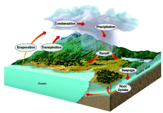 The Water Cycle! Water, the most important inorganic compound for life, converts from liquid to gas through the processes of evaporation and transpiration.