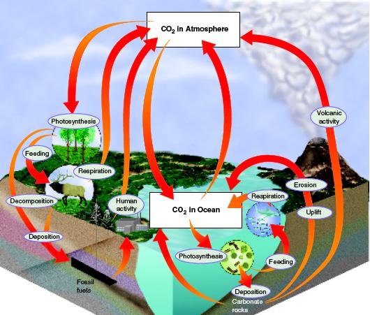 The Carbon Cycle! Carbon dioxide is put into the atmosphere by:! Respiration! Volcanic Activity! Burning Fossil Fuels!