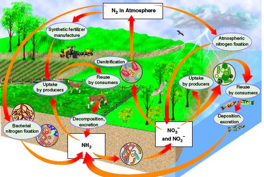 The Nitrogen Cycle! Much of the atmosphere is made of nitrogen gas, but most organisms can not use it in this form.