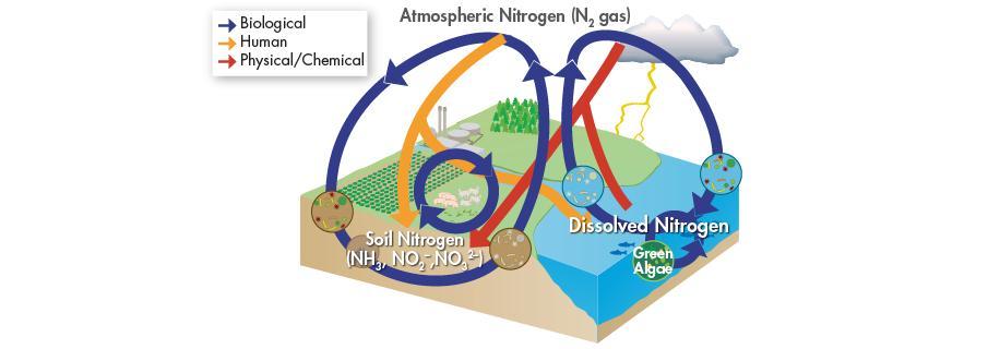 The Nitrogen Cycle Nitrogen gas (N 2 )